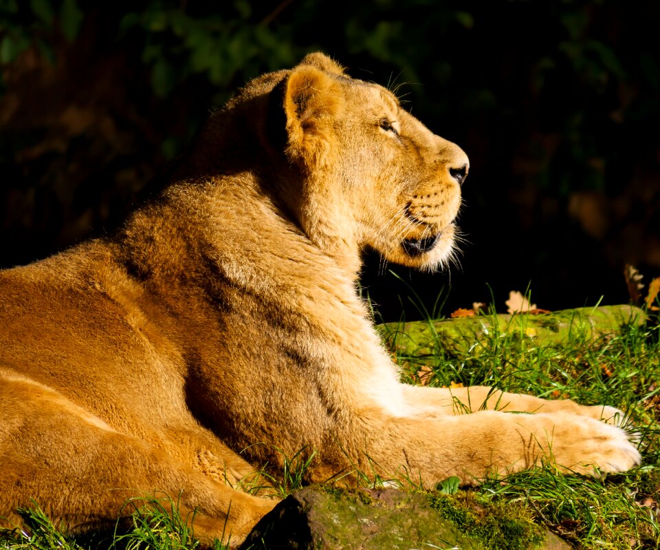 Big cat watch tiergarten nürnberg
