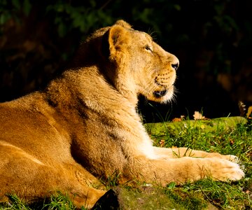 Big cat watch tiergarten nürnberg photo