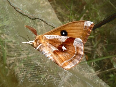 Saturniidae aglia tau
