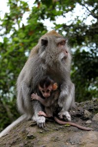 Indonesia, Sacred monkey forest sanctuary, Jungle photo