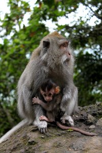 Indonesia, Sacred monkey forest sanctuary, Jungle