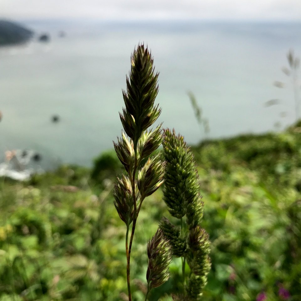 Depth of field, Dof, Plant