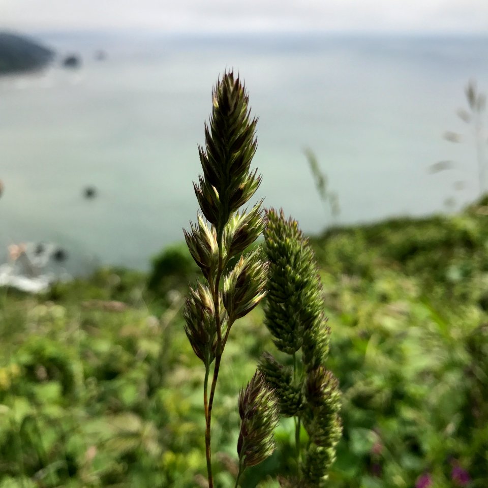 Depth of field, Dof, Plant photo