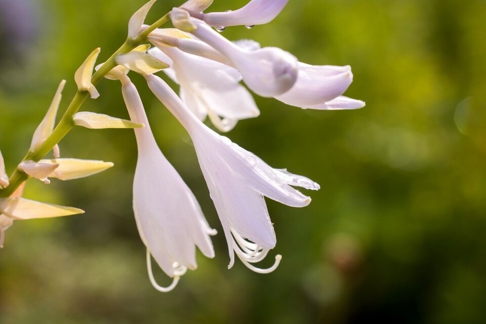 Agavengewächs asparagus-like blossom
