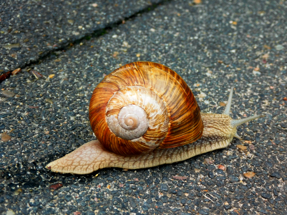 Helix, Crawler, Burgundy snail