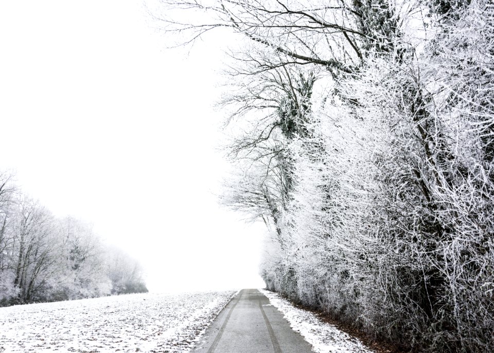 grayscale photo of bare trees during winter