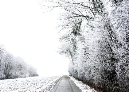 grayscale photo of bare trees during winter