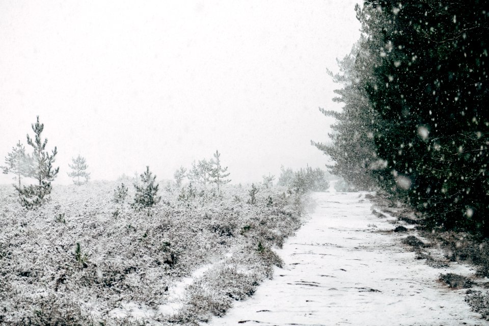 snow covered trees photo