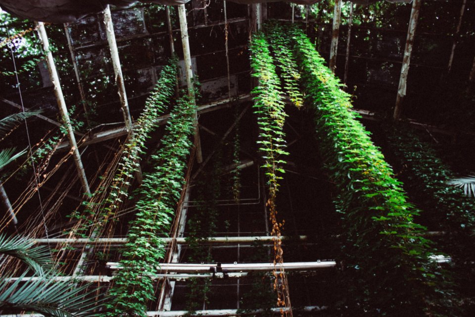 Thicket, Tree, Grower