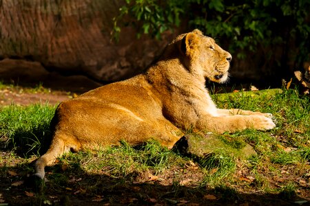 Big cat watch tiergarten nürnberg photo