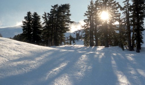 green leaf trees on snow field at daytime photo