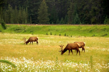 Elk, Banff photo
