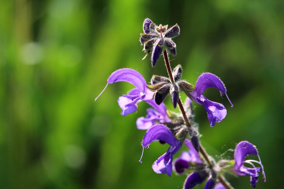 Purple flower plant green