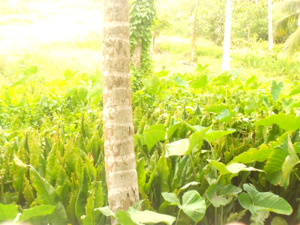Hd photos, Abhishek ab, Grass
