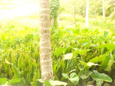 Hd photos, Abhishek ab, Grass