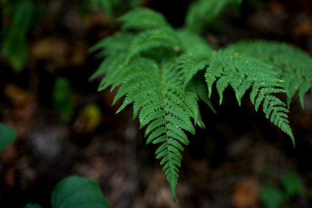 Virginia, Forest water, Earth