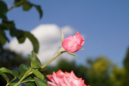Close up ramira climbing rose