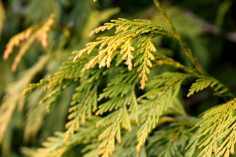 Daniel stowe botanical garden, Belmont, United states