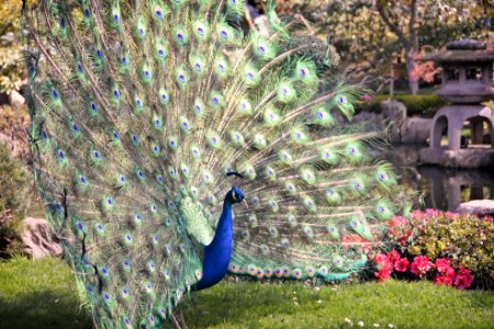 Peacock, Holland, Park kyoto garden photo