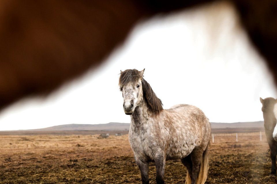 brown white horse on grass field