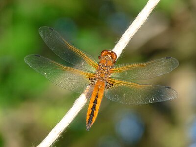 Dragonfly blue chaser insect