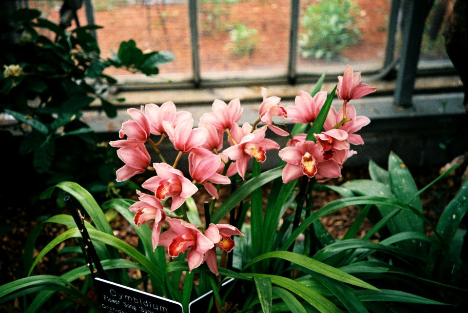 United states, Green, Garden