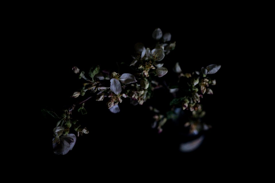 closeup photography of bloomed flowers