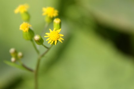 Wallpaper, Nice, Yellow flawer