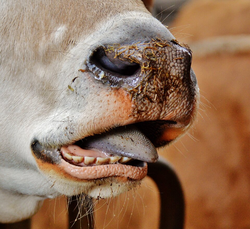 Animal beef foot