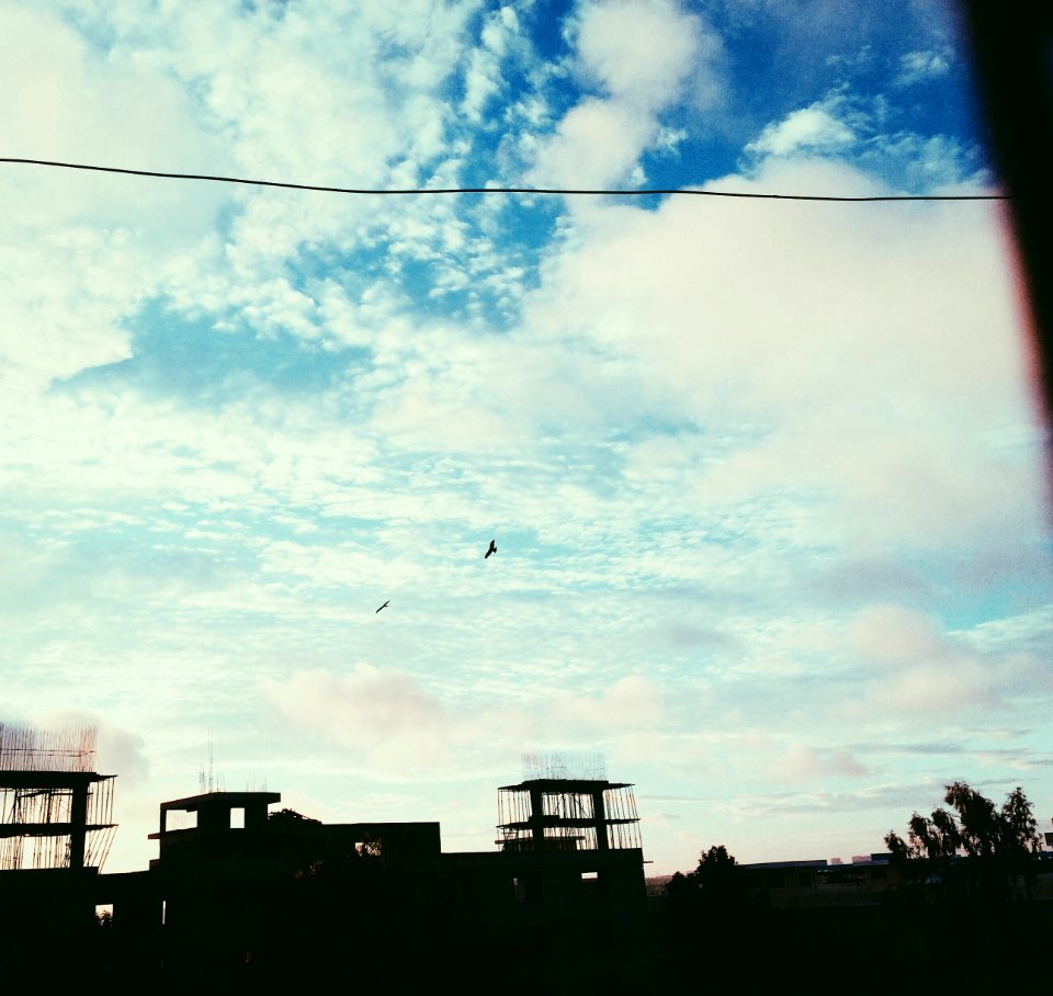Flying, Birds, Nature