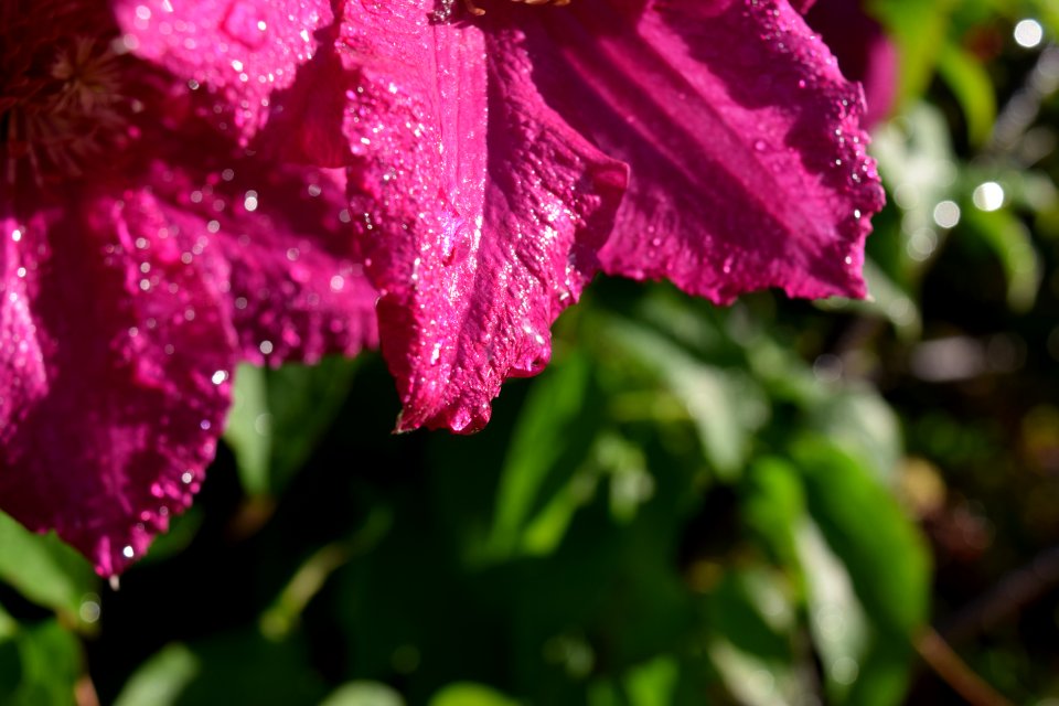 Nature, Rain, Flower