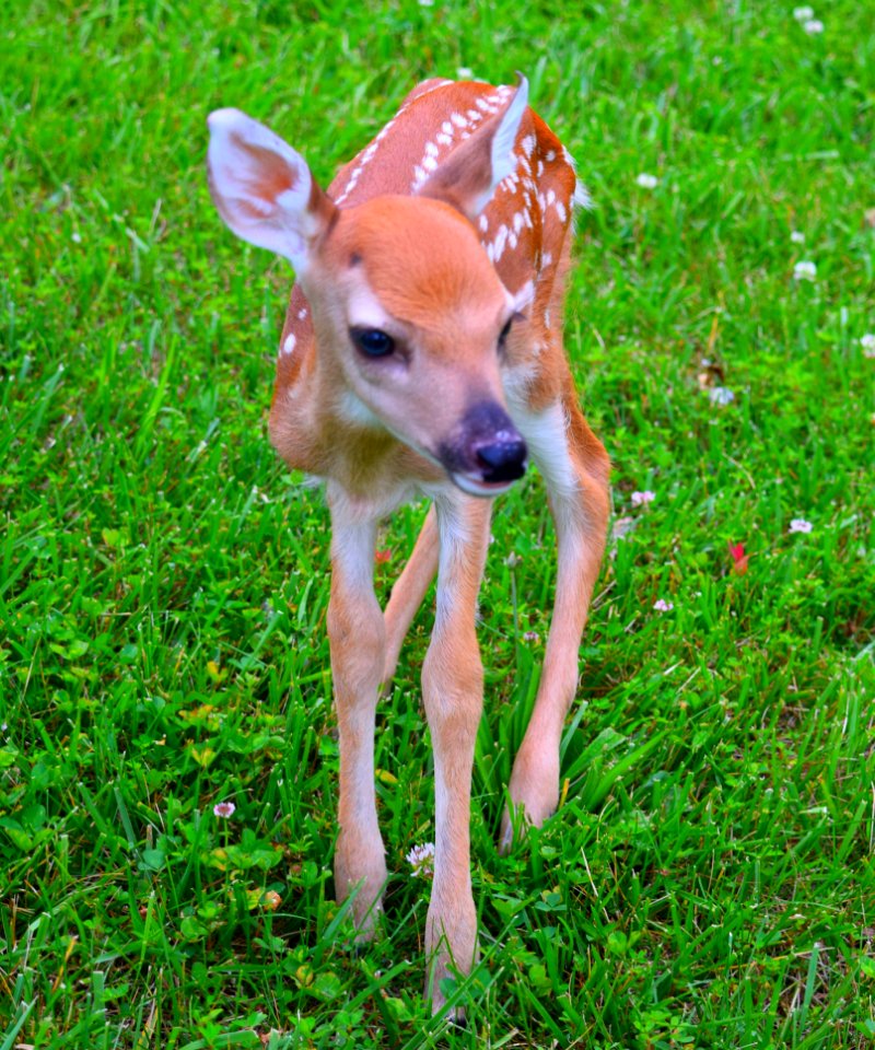 Missouri, United states, Nature