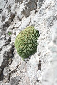 Swiss man shield alpine androsace helvetica photo