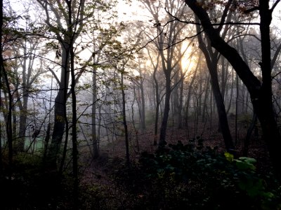 Mist, Morning, Sunrise