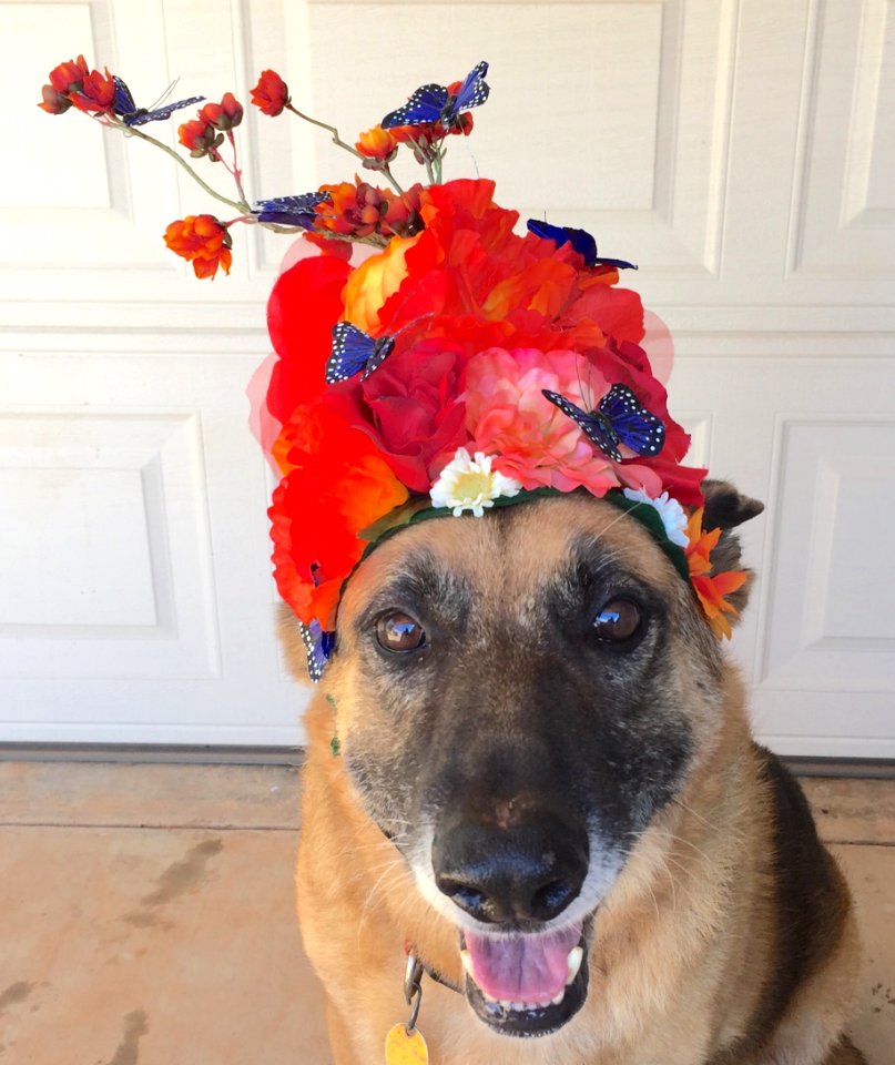 Halloween, Flower crown, Dog