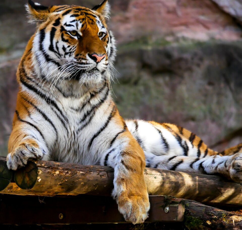 Big cat cat attention