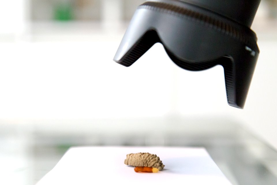 Cocoon, Insect, Camera