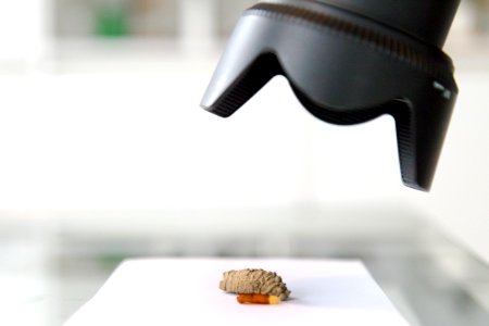 Cocoon, Insect, Camera photo