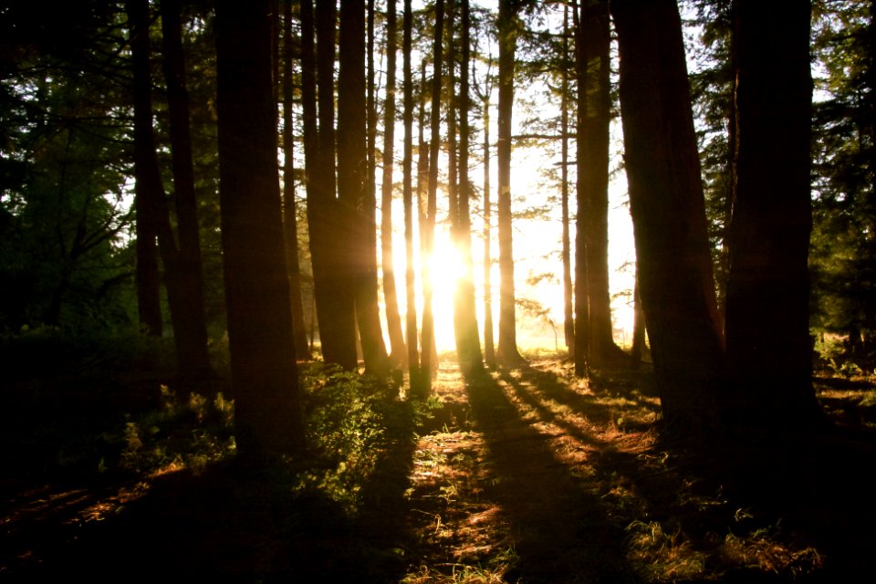 Trees, Sun, Light