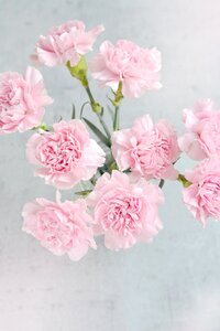 Carnation pink petals carnation bouquet photo