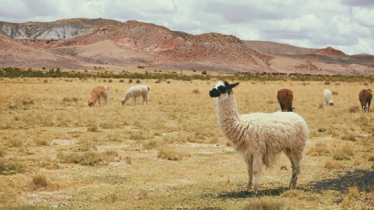 white llama on brown grass photo