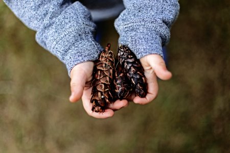 selective focus photography of person holding pine cones photo