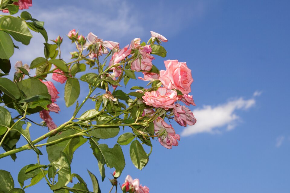 Close up ramira climbing rose