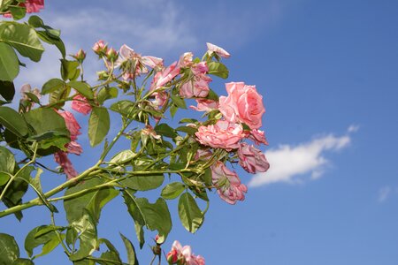 Close up ramira climbing rose
