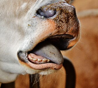 Animal beef foot