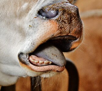 Animal beef foot photo