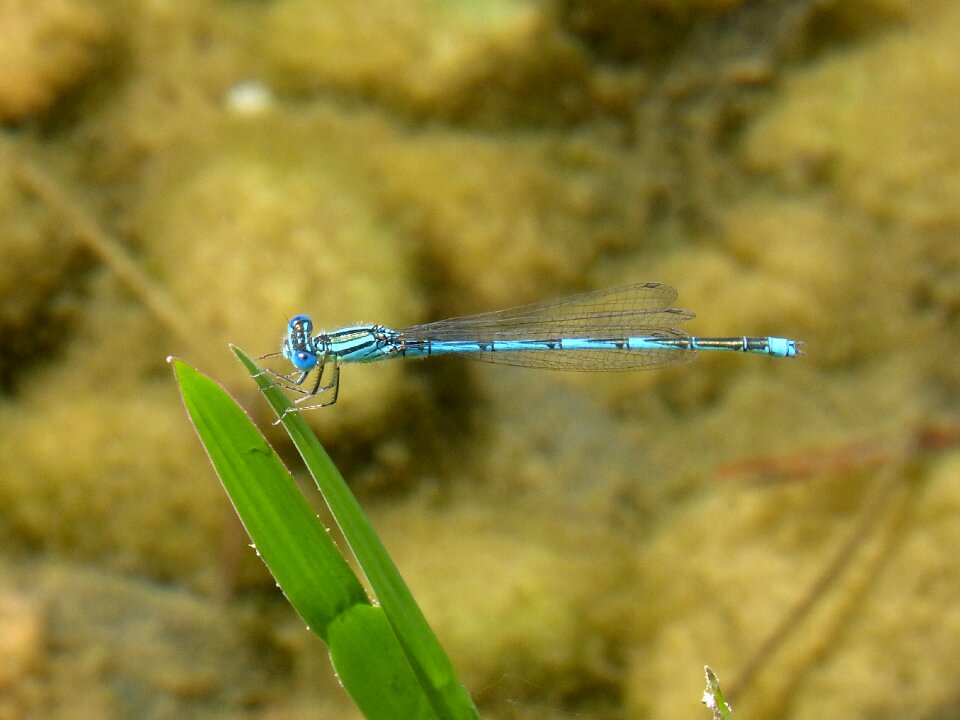 Blue dragonfly leaf pond