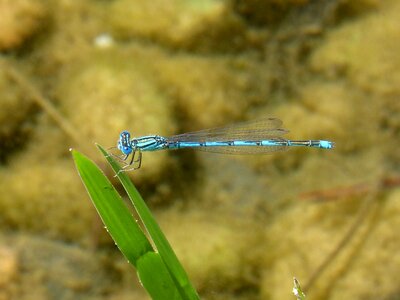 Blue dragonfly leaf pond photo