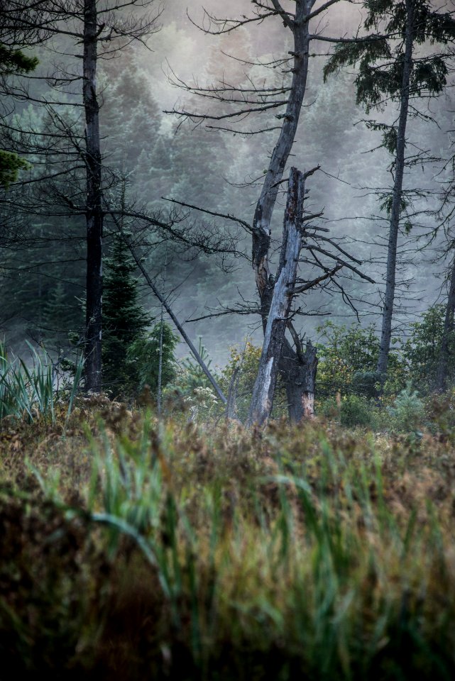 Canada, Algonquin provincial park, Morning