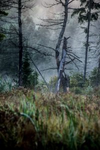 Canada, Algonquin provincial park, Morning